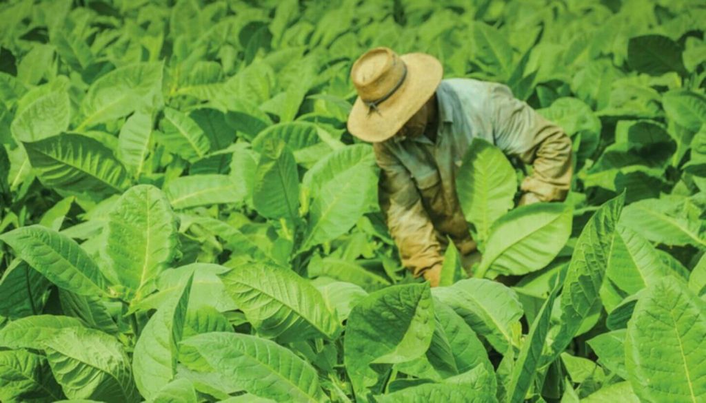 Picturesque Tobacco Leaves in a Lush Field